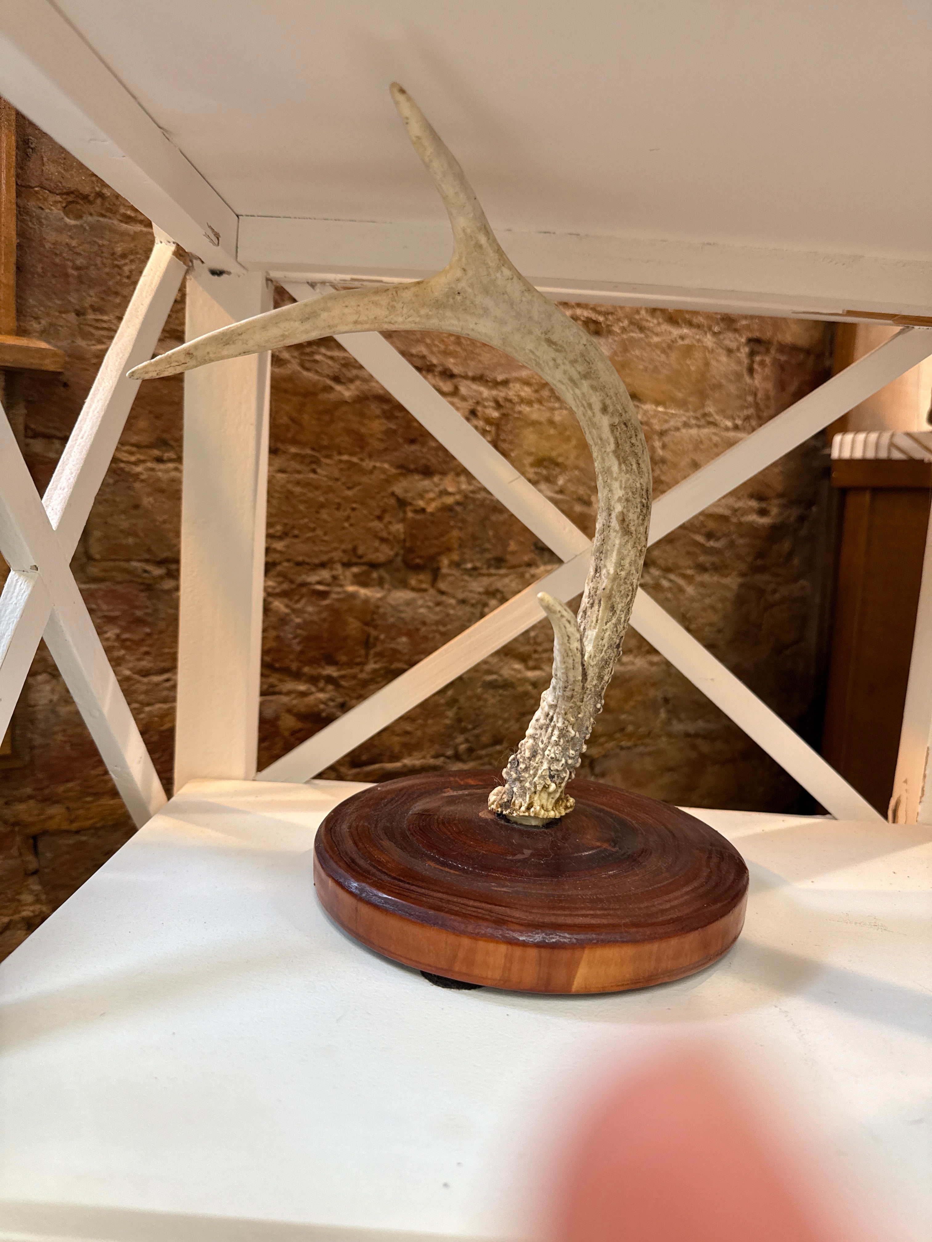 Antler Jewelry Holder