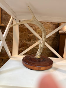 Antler Jewelry Holder